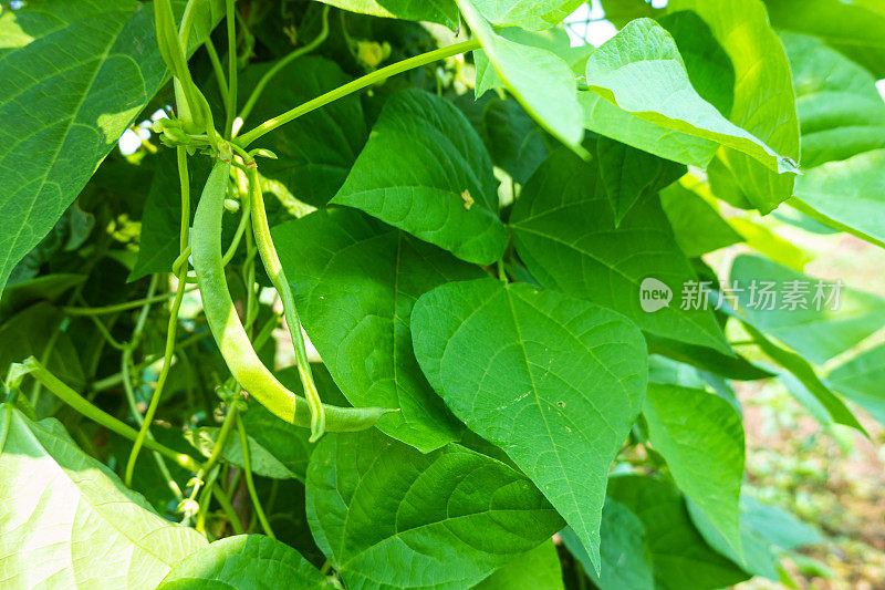 菜豆(phaseololesvulgaris L. bean)在大田阳光下生长